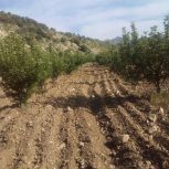 فروش 1000مترباغ سیب وگردو