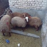 4 تا بره دوتا نر دوتا ماده