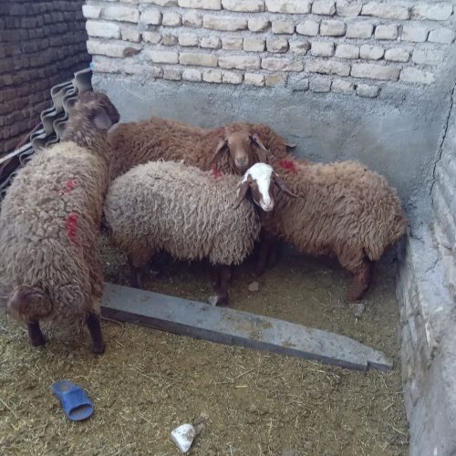 4 تا بره دوتا نر دوتا ماده