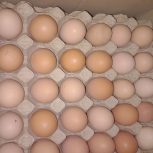 تخمه مرغ محلی