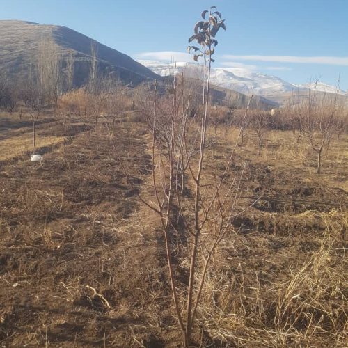 فروش باغ‌ با موقعیت مکانی عالی