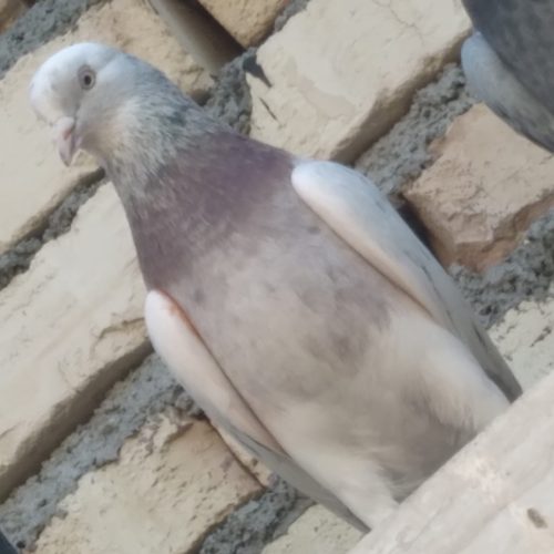 10 طوق حیوون درجه یک