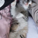 گربه میکس پرشین و دی اس اچ