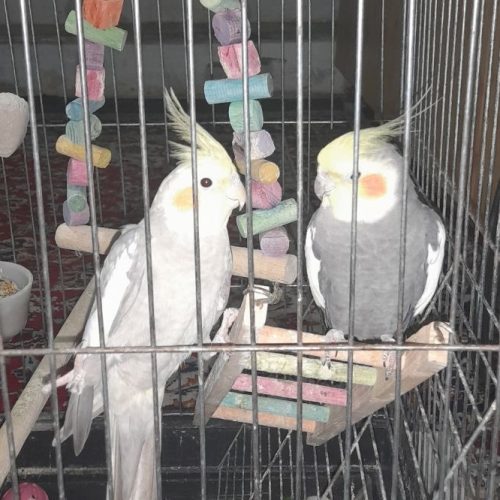 دوجف  پرنده  عروس هلندی بسیار بسیار ناز و بازیگوش  و ملوس