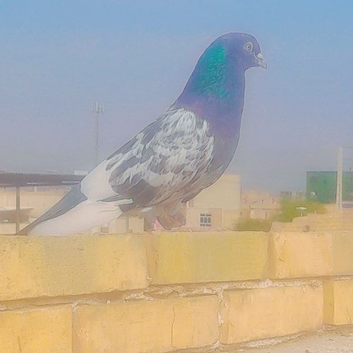 کبوتر کله سبز