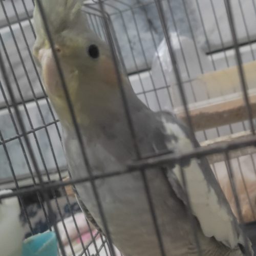 سلام بهترین پرنده هست دستی نر عروس هلندی هست