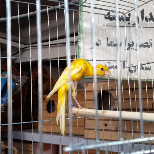 پرنده سرای طوطیا