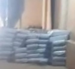 فروش ذرت علوفه ای