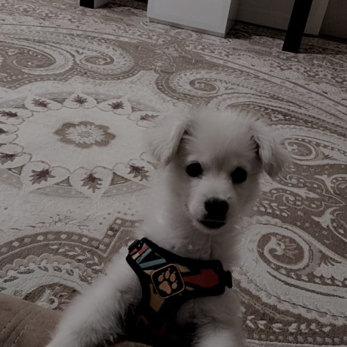 سگ پامر اشپیتز سفید