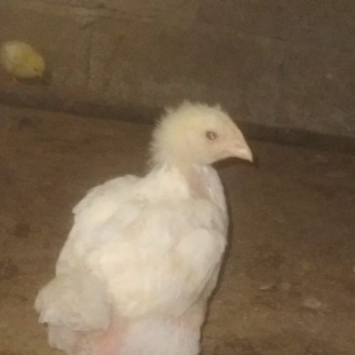 جوجه گوشتی
