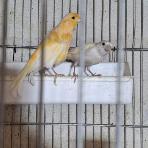 قناری خوش صدا