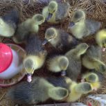 غاز کته محلی