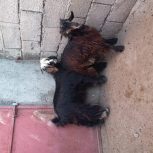 حیوانات مزرعه