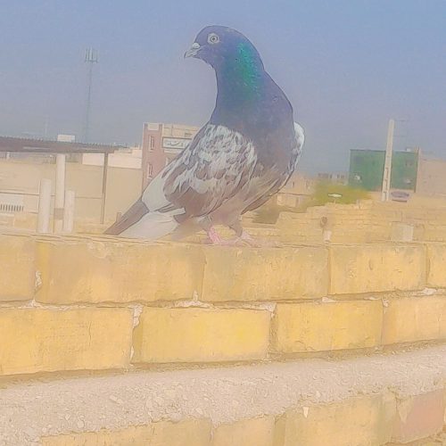 کبوتر کله سبز