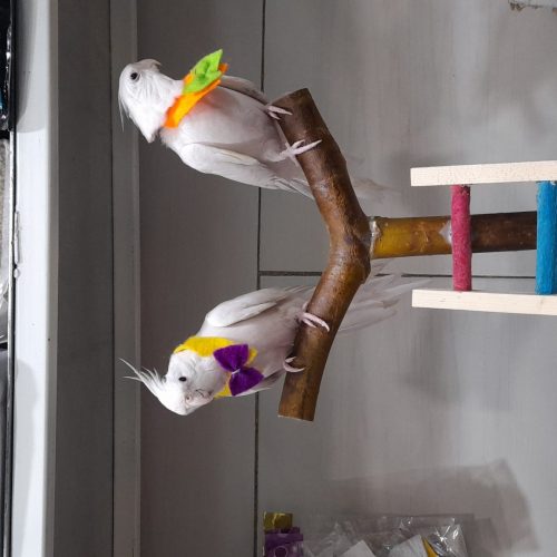 پرنده سرای طوطیا