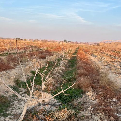 زمین کشاورزی