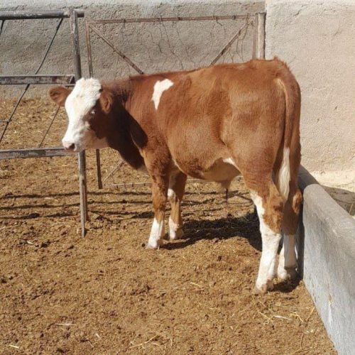 تهیه انواع گوساله های سیمنتال و..