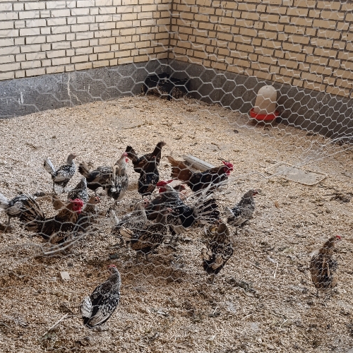 جوجه سیبرایت مینیاتوری اصل