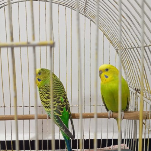 مرغ عشق سبز رنگ با تمامی وسایل مورد نیاز