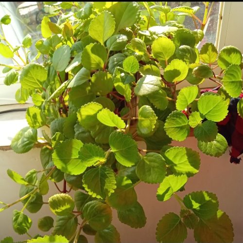 گل دیفن باخیا و انواع گل ها