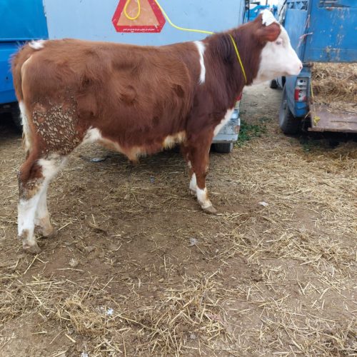 تهیه گوساله های سیمنتال و هلشتاین و..