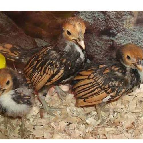 جوجه سیبرایت مینیاتوری اصل