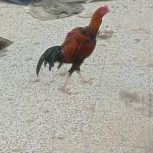 خروس لاری جنگی نژاد قصاب