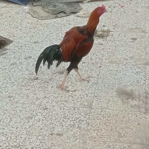 خروس لاری جنگی نژاد قصاب