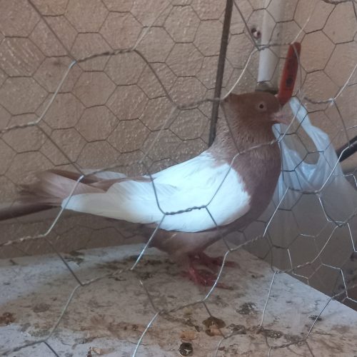 سینه ای نر مست نتفه هم داره تضمینی