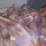 غذای سگ و گربه(مرغ تلفاتی)