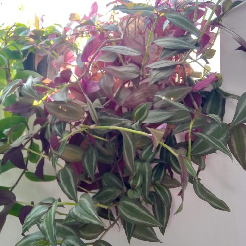 گل دیفن باخیا و انواع گل ها