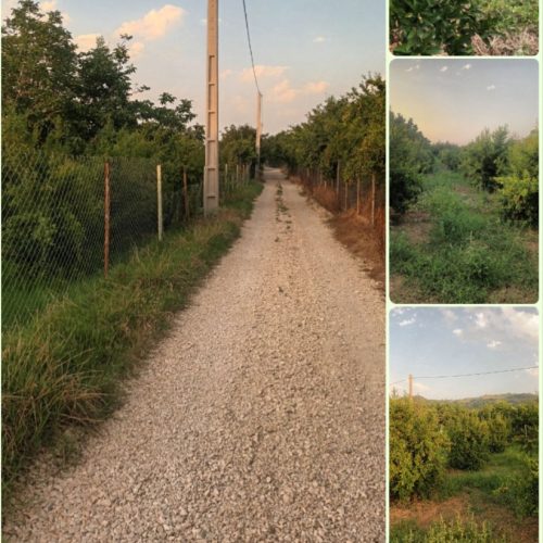 زمین و باغ انار