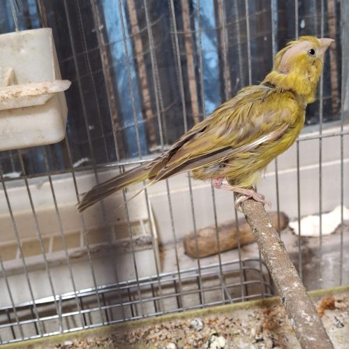 قناری خوش صدا