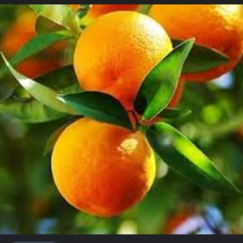 کارگر پرتقال چین