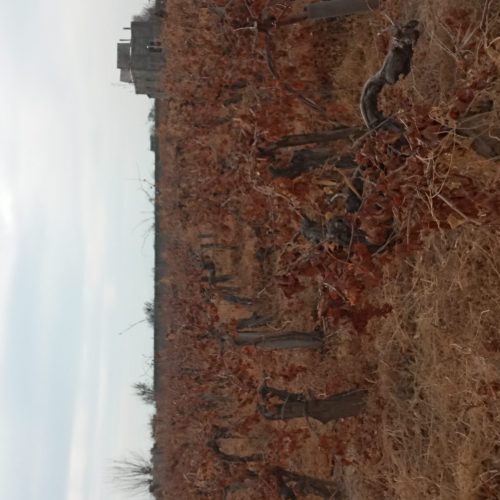 باغ اول کوچه