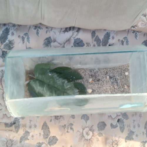 اکواریم