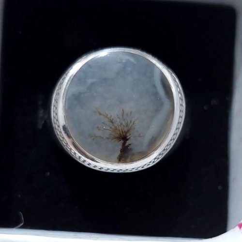 شجر تک درخت