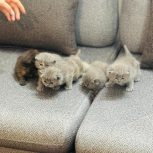 گربه اسکاتیش