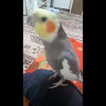 عروس هلندی بالغ