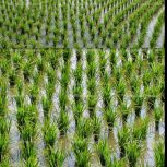 بیجار مزرعه شالیزار