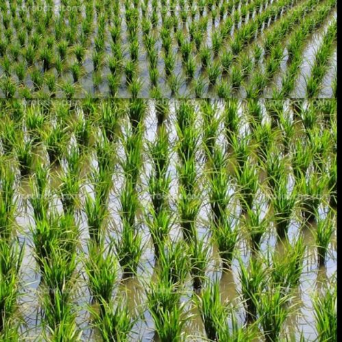 بیجار مزرعه شالیزار