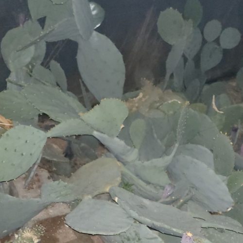 کاکتوسهای کلکسییونی
