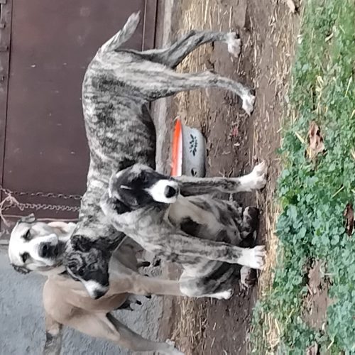 2عدد توله پلنگی