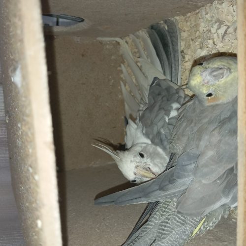 عروس هلندی مولد با فیلم و عکس