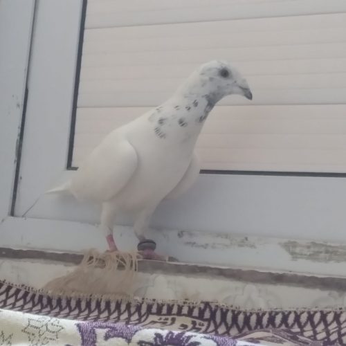 10 طوق حیوون درجه یک