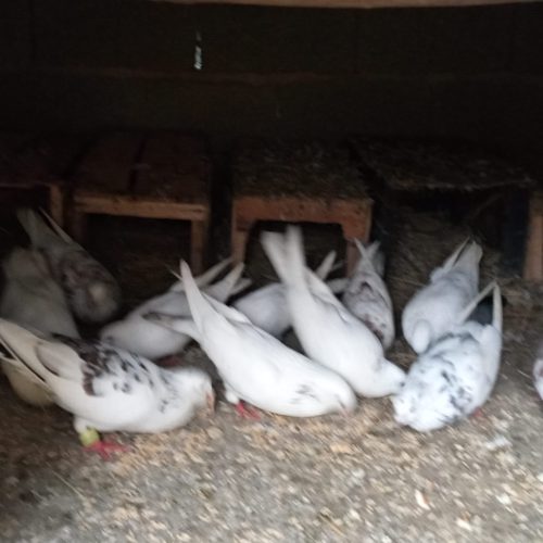 کفتر دونه ای 100 تومن آدرس گیلان استان رشت شهرستان صومعه سرا تنیان