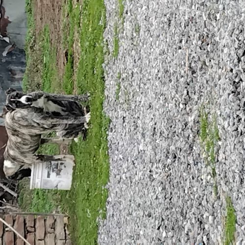 2عدد توله پلنگی