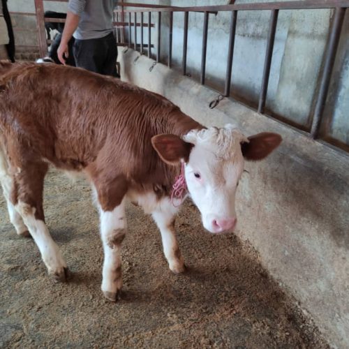 تهیه گوساله های سیمنتال و هلشتاین و..