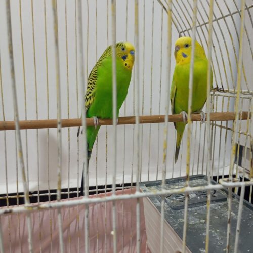 مرغ عشق سبز رنگ با تمامی وسایل مورد نیاز