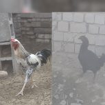 خروس ماده مرغ